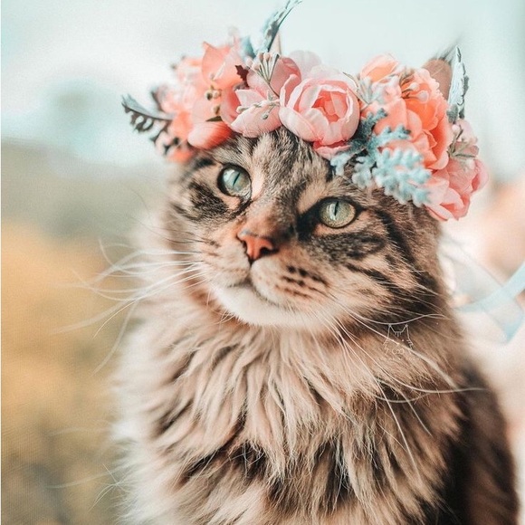 Meet your Posher, Amanda - Picture 2 of 9